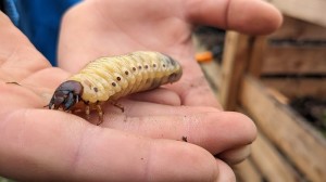 larva
