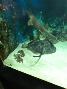 IMG-20240523-WA0018