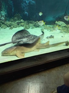 IMG-20240523-WA0013